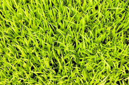 simsearch:400-04794343,k - Close-up image of fresh spring green grass Stock Photo - Budget Royalty-Free & Subscription, Code: 400-06099988