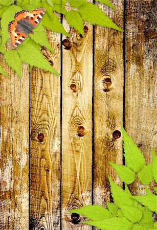 simsearch:400-06069768,k - Message of nature. Old wooden planks, green leaves and butterfly Stock Photo - Budget Royalty-Free & Subscription, Code: 400-06090444