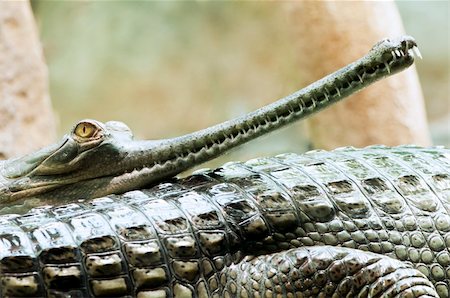 simsearch:400-05123541,k - The Indian gharials resting on the shore Stock Photo - Budget Royalty-Free & Subscription, Code: 400-06090536