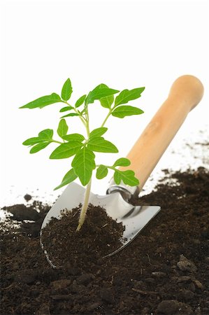 simsearch:600-02217145,k - Tomato seedling on garden trowel, isolated on white Stock Photo - Budget Royalty-Free & Subscription, Code: 400-06092264
