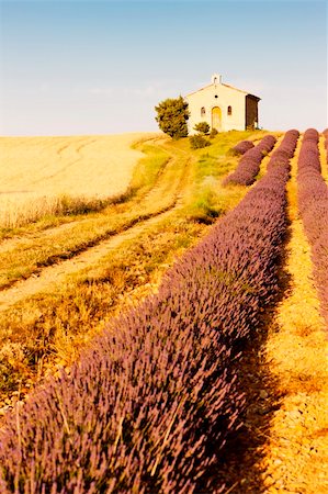 simsearch:400-05724401,k - chapel with lavender and grain fields, Plateau de Valensole, Provence, France Stock Photo - Budget Royalty-Free & Subscription, Code: 400-06092435