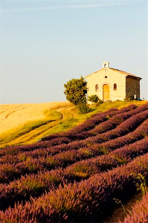 simsearch:400-05724401,k - chapel with lavender and grain fields, Plateau de Valensole, Provence, France Stock Photo - Budget Royalty-Free & Subscription, Code: 400-06092442