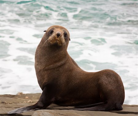 simsearch:400-04533218,k - A very cute young New Zealand fur seal (Arctocephalus forsteri) Stock Photo - Budget Royalty-Free & Subscription, Code: 400-06093026