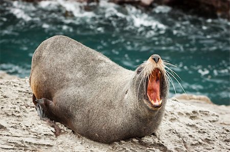 simsearch:400-04533218,k - Close-up of a annoyed  New Zealand fur seal (Arctocephalus forsteri) Stock Photo - Budget Royalty-Free & Subscription, Code: 400-06093027