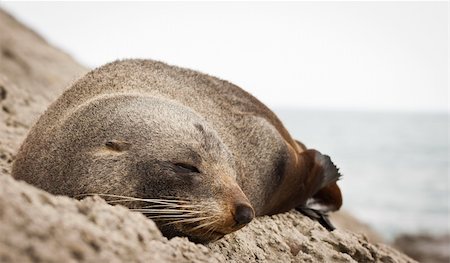 simsearch:400-04533218,k - Close-up of a very cute sleeping  New Zealand fur seal (Arctocephalus forsteri) Stock Photo - Budget Royalty-Free & Subscription, Code: 400-06093028