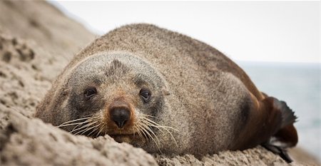 simsearch:400-04533218,k - Close-up of a very cute and sleepy  New Zealand fur seal (Arctocephalus forsteri) Stock Photo - Budget Royalty-Free & Subscription, Code: 400-06093029