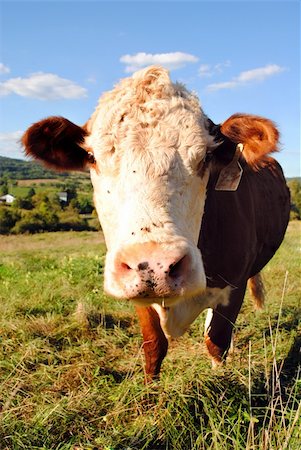 simsearch:400-05135877,k - A New Jersey Cow Grazing in a Field Photographie de stock - Aubaine LD & Abonnement, Code: 400-06093148