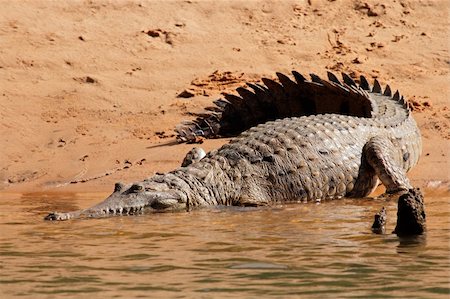 simsearch:400-05900108,k - Large freshwater crocodile (Crocodylus johnstoni), Kakadu National Park, Northern Territory, Australia Stock Photo - Budget Royalty-Free & Subscription, Code: 400-06093340