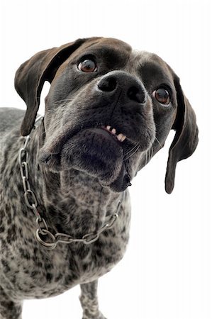 aggressive german shorthaired pointer in front of white background Stock Photo - Budget Royalty-Free & Subscription, Code: 400-06104359