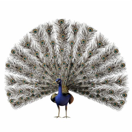 peacock feather - The beautiful male peacock with a full display of all his tail feathers. Stock Photo - Budget Royalty-Free & Subscription, Code: 400-06104369