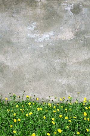 flower grunge background - Old grunge street wall with blooming dandelions Stock Photo - Budget Royalty-Free & Subscription, Code: 400-06104630