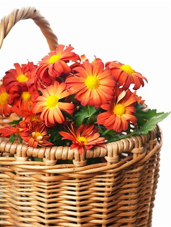 Bunch of red chrysanthemums in a basket over white background Stock Photo - Budget Royalty-Free & Subscription, Code: 400-06105289