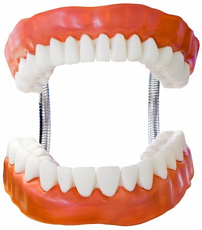 dentures - Plastic Denture Model Isolated with Clipping Path Stock Photo - Budget Royalty-Free & Subscription, Code: 400-06105758