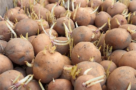 simsearch:600-02217145,k - Potatoes tubers with germinated sprouts before planting into the soil in springtime Stock Photo - Budget Royalty-Free & Subscription, Code: 400-06105897