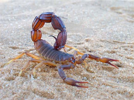 ecoshow (artist) - Aggressive scorpion (Parabuthus spp.), Kalahari desert, South Africa Stock Photo - Budget Royalty-Free & Subscription, Code: 400-06106294