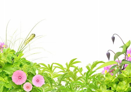 simsearch:400-06069768,k - Summer frame with green leaves, flowers and caterpillar. Isolated over white Stock Photo - Budget Royalty-Free & Subscription, Code: 400-06106978