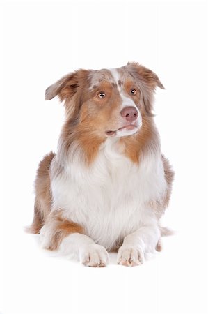 simsearch:400-06107809,k - Australian shepherd in front of a white background Stock Photo - Budget Royalty-Free & Subscription, Code: 400-06107805