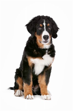 simsearch:400-05724489,k - Bernese Mountain Dog puppy in front of a white background Stock Photo - Budget Royalty-Free & Subscription, Code: 400-06107825