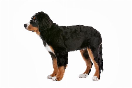 simsearch:400-06107809,k - Bernese Mountain Dog puppy in front of a white background Stock Photo - Budget Royalty-Free & Subscription, Code: 400-06107827