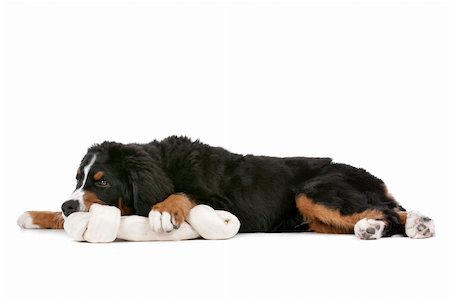 simsearch:400-05724489,k - Bernese Mountain Dog puppy in front of a white background Stock Photo - Budget Royalty-Free & Subscription, Code: 400-06107828