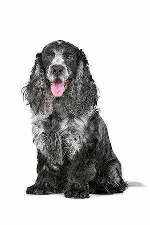 english cocker-spaniel - blue roan cocker spaniel in front of a white background Stock Photo - Budget Royalty-Free & Subscription, Code: 400-06107831