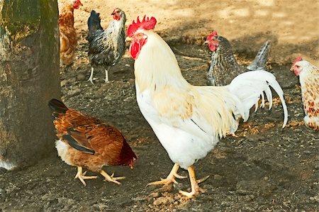 simsearch:400-05709593,k - White rooster and a group of hens on poultry farm yard Stock Photo - Budget Royalty-Free & Subscription, Code: 400-06107950