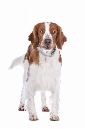 spring background - Springer Spaniel in front of a white background Photographie de stock - Aubaine LD & Abonnement, Code: 400-06108567