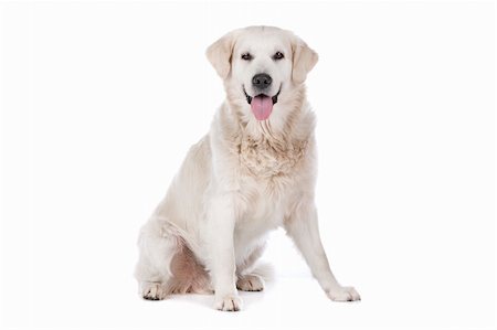 Golden Retriever in front of a white background Stock Photo - Budget Royalty-Free & Subscription, Code: 400-06108582