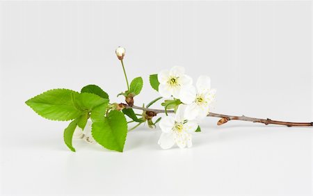 Close-up of pear tree flowers Stock Photo - Budget Royalty-Free & Subscription, Code: 400-06109286