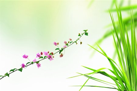 pink flower and fresh grass Stock Photo - Budget Royalty-Free & Subscription, Code: 400-06100401