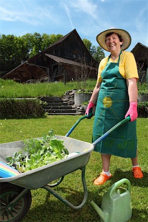 Retired woman in her 60's moving her new plants to her garden with a wheelbarrow. Stock Photo - Budget Royalty-Free & Subscription, Code: 400-06101847