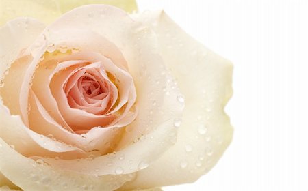 simsearch:649-07648640,k - macro of rose with water drops isolated on white Stock Photo - Budget Royalty-Free & Subscription, Code: 400-06102014