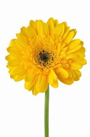 rosy - Yellow gerbera daisy flower isolated on white background. Stock Photo - Budget Royalty-Free & Subscription, Code: 400-06102455