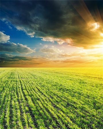 steppe - agricultural green field and sunset Stock Photo - Budget Royalty-Free & Subscription, Code: 400-06102739