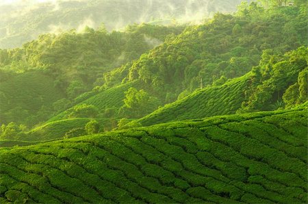 simsearch:400-05905687,k - Sunrise view of tea plantation landscape at Cameron Highland, Malaysia. Stock Photo - Budget Royalty-Free & Subscription, Code: 400-06103362