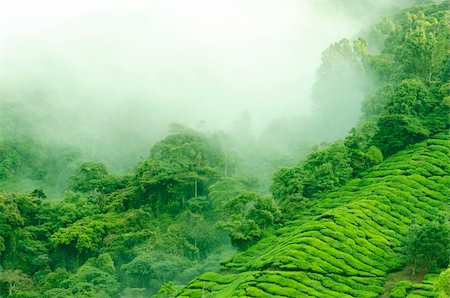 simsearch:400-05905687,k - Morning fog over tea farm at Cameron Highland Malaysia Stock Photo - Budget Royalty-Free & Subscription, Code: 400-06103363