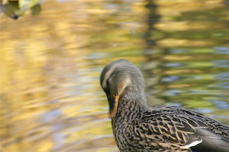 ducking - Duck Cleaning in the Pond Stock Photo - Budget Royalty-Free & Subscription, Code: 400-06126940