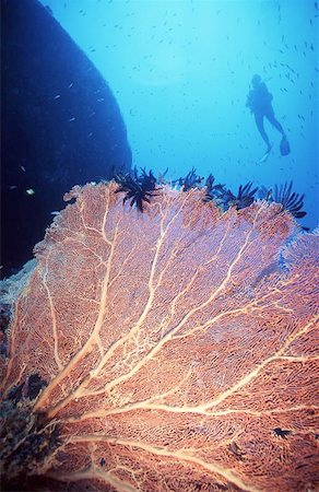 Giant sea fan and scuba diver Stock Photo - Budget Royalty-Free & Subscription, Code: 400-06129500