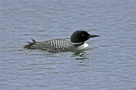 eistaucher - Profile Of An Adult Loon In Mating Ploomage Floating On A Lake In Northern Wisconsin Stockbilder - Microstock & Abonnement, Bildnummer: 400-06134036
