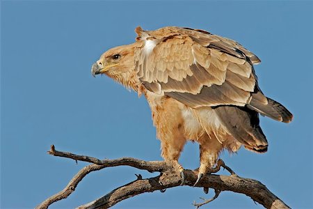 staring eagle - Tawny eagle perched on a branch, South Africa Photographie de stock - Aubaine LD & Abonnement, Code: 400-06134149
