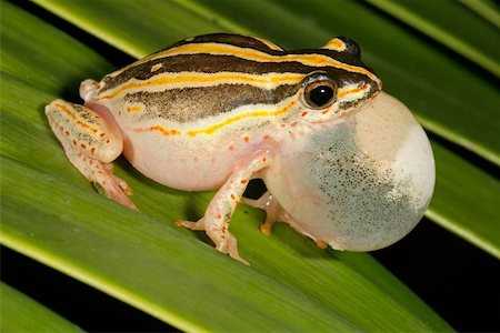 Male painted reed frog calling during the night Stock Photo - Budget Royalty-Free & Subscription, Code: 400-06134355