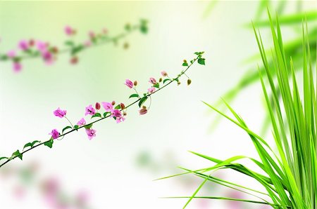 pink flower and fresh grass Photographie de stock - Aubaine LD & Abonnement, Code: 400-06135831