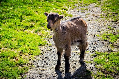 simsearch:400-05294140,k - Back-lighted young goat with green grass in the background Stock Photo - Budget Royalty-Free & Subscription, Code: 400-06136652