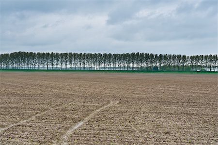 simsearch:400-05711931,k - Poplars on the Protective Dam in the Netherlands Stock Photo - Budget Royalty-Free & Subscription, Code: 400-06136837
