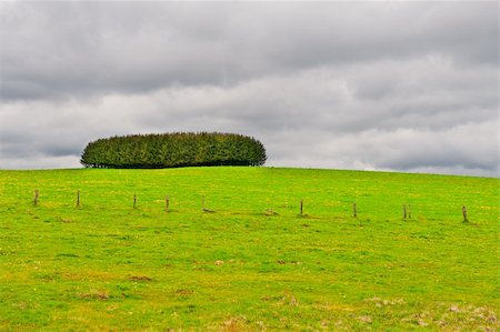 simsearch:400-05711931,k - Green Pasture in the Ardennes, Belgium Stock Photo - Budget Royalty-Free & Subscription, Code: 400-06136844