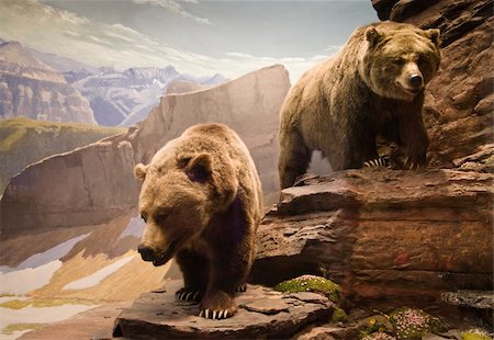 Two grizzly bears in the northern mountains of Canada. Photographie de stock - Aubaine LD & Abonnement, Code: 400-06136978