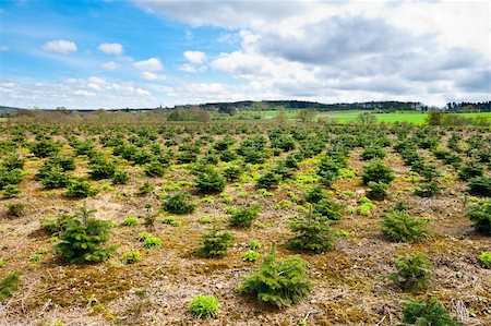 earth with christmas tree - Young Trees in the Nursery for Growing Spruce for Christmas, Belgium Stock Photo - Budget Royalty-Free & Subscription, Code: 400-06137110