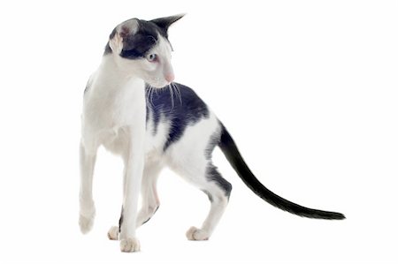 egyptian sphynx cat - portrait of a black and white oriental cat in front of white background Stock Photo - Budget Royalty-Free & Subscription, Code: 400-06137585