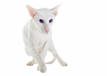 egyptian sphynx cat - portrait of a white oriental cat in front of white background Stock Photo - Budget Royalty-Free & Subscription, Code: 400-06137586