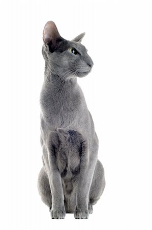 egyptian sphynx cat - portrait of a gray oriental cat in front of white background Stock Photo - Budget Royalty-Free & Subscription, Code: 400-06137587